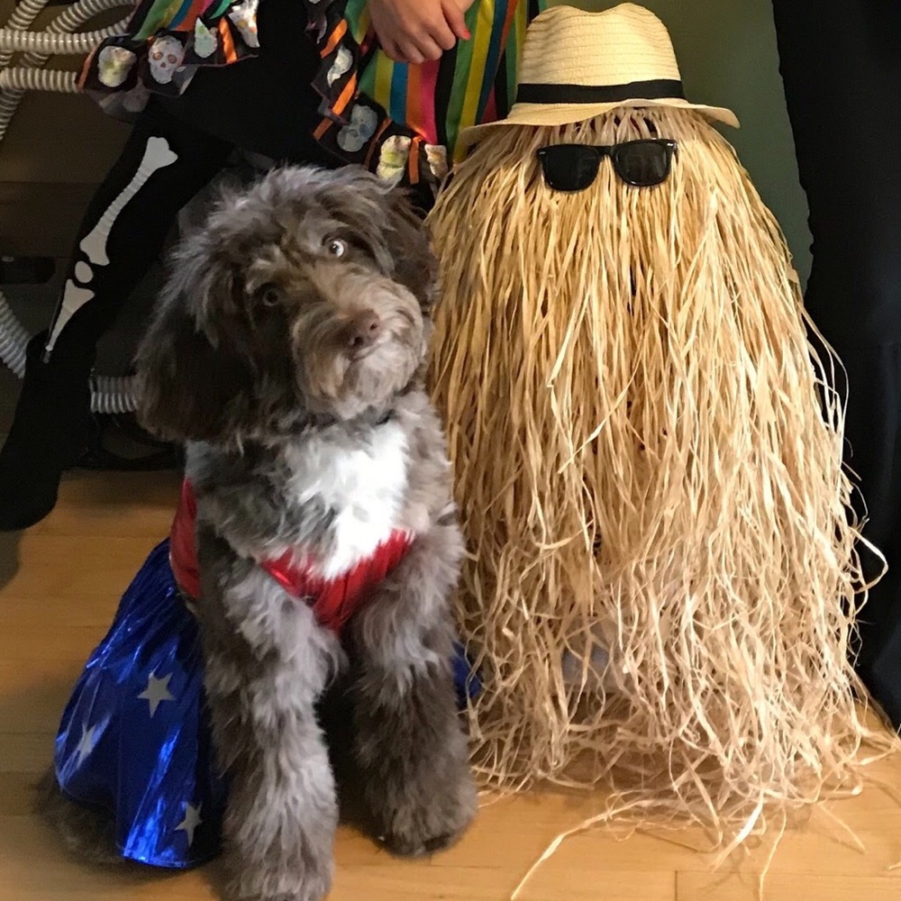 Wonder Woman Dog Costume Large